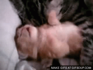 kitten GIF