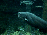 Water Swimming GIF by DIIMSA Stock