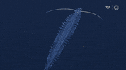 Glow Marine Life GIF by Monterey Bay Aquarium
