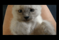 what a cutie GIF