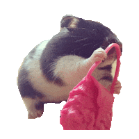 hamsters STICKER by imoji