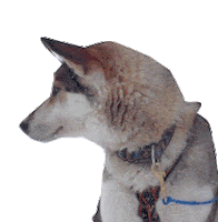 Wondering Look Around Sticker by Timetravelsclub