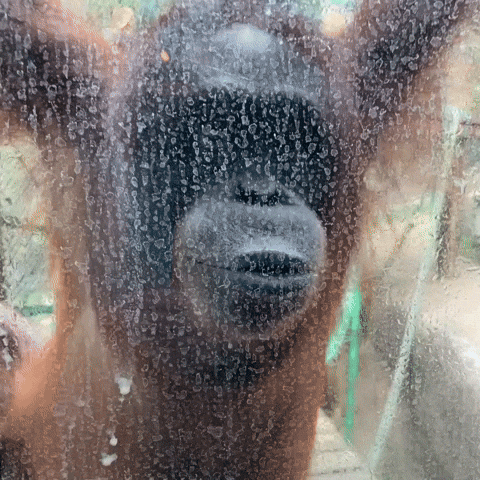 monkey