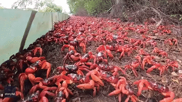Christmas Island Red Crabs Claw Along Beach to Release Eggs at High Tide