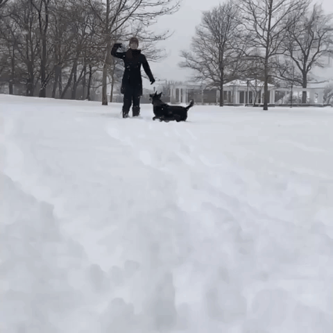 Otto the Dog Plays in Buffalo Snow as Winter Storm Approaches