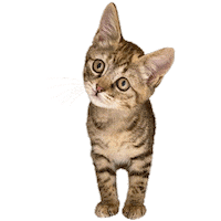 ねこ 猫 Sticker