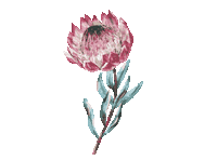 senikaparacasar flowers wedding flores casamento Sticker