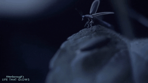 firefly eat GIF by BBC Earth