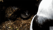 blue planet baby GIF by BBC America