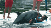 dolphin GIF