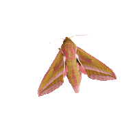 Pink Spring Sticker by Butterfly Conservation