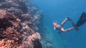 ExperienceCo diving indigenous reef coral reef GIF