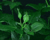 ladies roses GIF