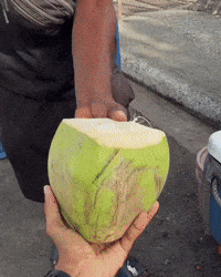 Coconut Water Jamaica GIF
