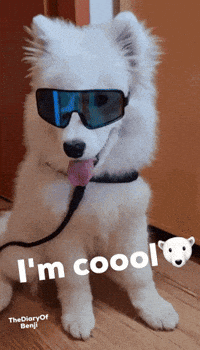 Dogs Relaxing GIF