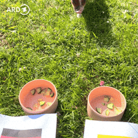 Pig Orakel GIF by SWR Kindernetz