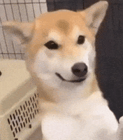 grin GIF