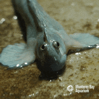 jumping leaping blenny GIF by Monterey Bay Aquarium