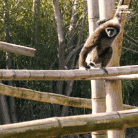 tierparkberlin lets go go walk balance GIF