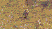 sort baboon GIF