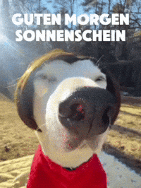 Good Morning Netflix GIF