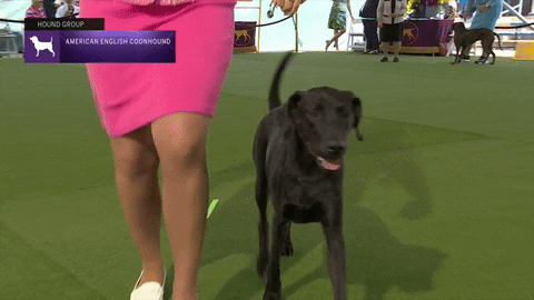 Dogs Coonhound GIF by Westminster Kennel Club