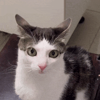 monkeycatluna crunchycat crunchycatluna luna judgy cat GIF
