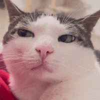 monkeycatluna crunchycat crunchycatluna luna judgy cat GIF