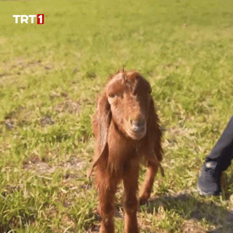 Whats Up Yes GIF by TRT