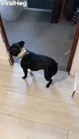 Boston Terrier Lost Toy in Peculiar Spot
