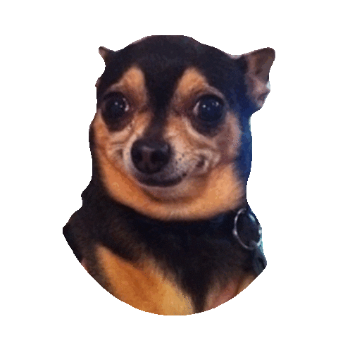 confused chihuahua STICKER by imoji