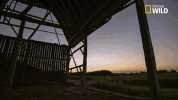dr pol sunset GIF by Nat Geo Wild 