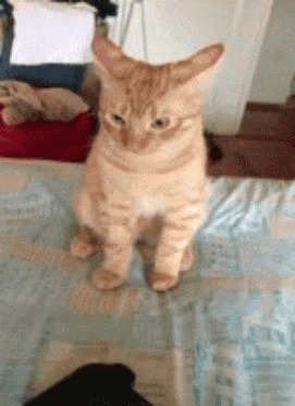 fabulous cat