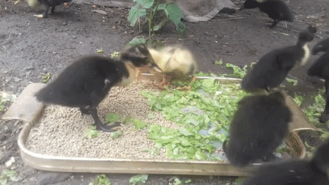 Xzayler giphygifmaker ducks GIF