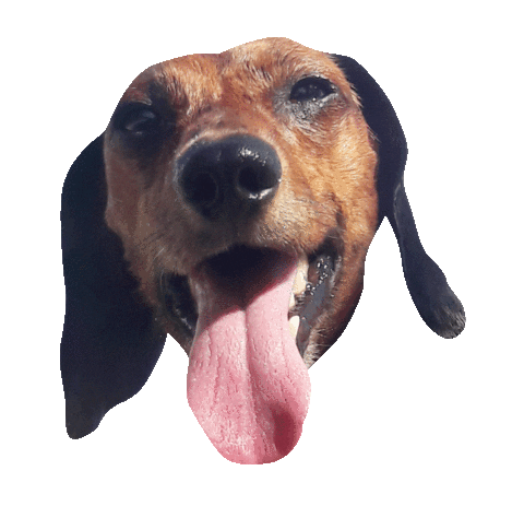 Doxie Frankdaween Sticker by beangoods