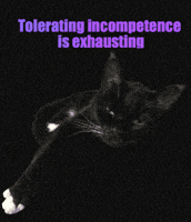 Tuxedo Cat High Standards GIF