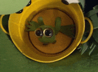 Frog in bucket