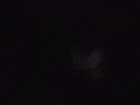 Tony Todd GIF by Sam Dew