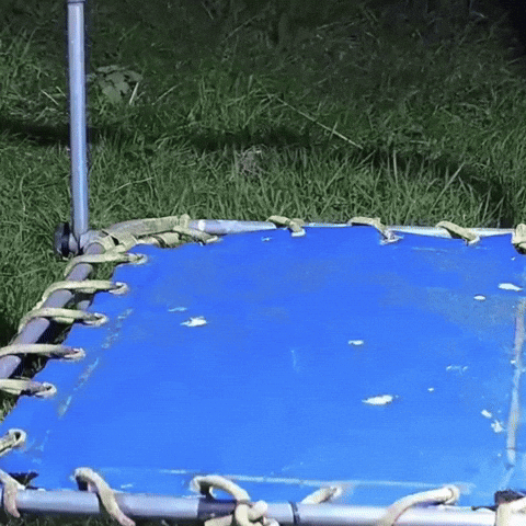 Excited Wildlife GIF by Respective