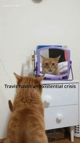 Cats Feels GIF by Darwin