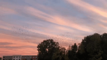 Murmuration of Starlings Captured Dancing Across Dusk Arkansas Sky