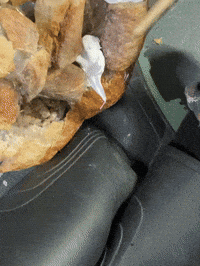 Canada Bread GIF by Alex Boya
