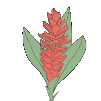 momoharamedia hawaii momohara media hawaii flower red ginger Sticker
