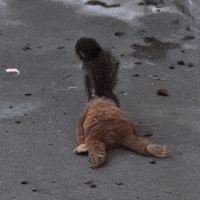 Baby Monkey GIF