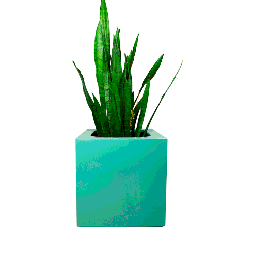 FiberPotxMacetas giphyupload Sticker