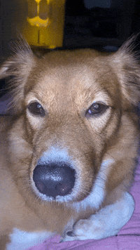 Jonggi dog blink listening jonggi GIF