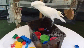 Holidaying Cockatoo Plays With Plastic Cups and Water