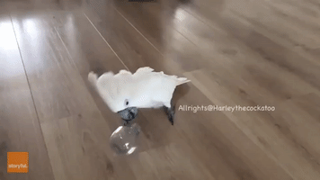 Reckless Cockatoo Attacks Home With Inanimate Object
