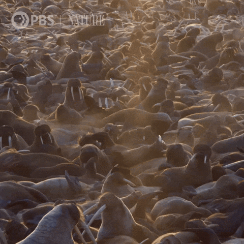Pbs Nature Wildlife GIF by Nature on PBS
