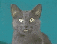 John Sullivan Face GIF